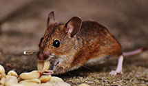 24 Hour & Emergency Exterminators in Stockton BRM Zip, CA
